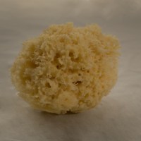 Larger 4 inch natural sea sponge
