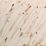 AMACO AMPCF-74 Flux River Birch 472mls (cone 5/6)