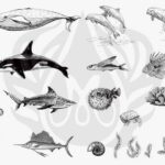 SILK SCREEN SEA LIFE 2